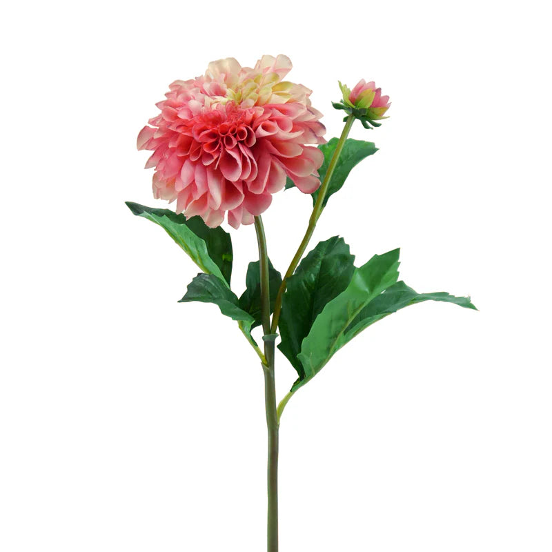 Dahlie, 50 cm - lachs/creme