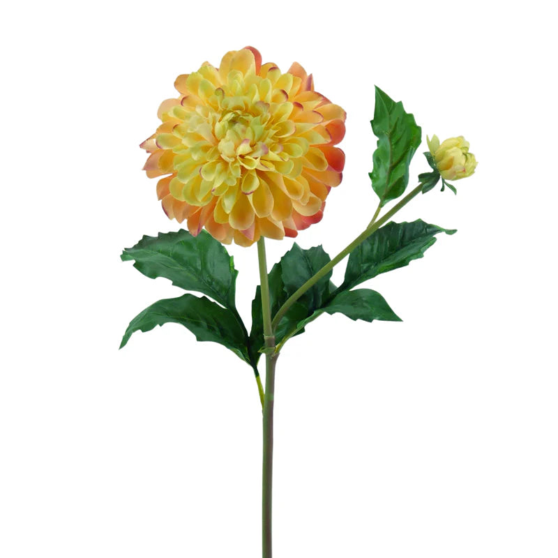 Dahlie, 50 cm - orange/gelb