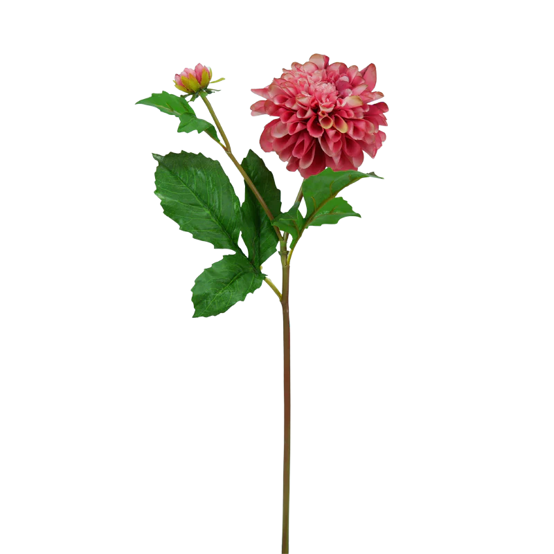 Dahlie, 50 cm - pink/creme