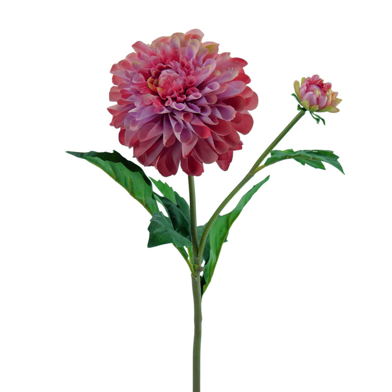 Dahlie, 50 cm - creme/pink