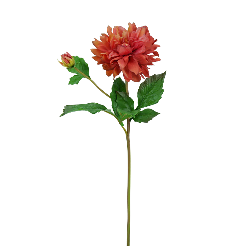 Dahlie, kurzer Stiel, 50 cm - orange