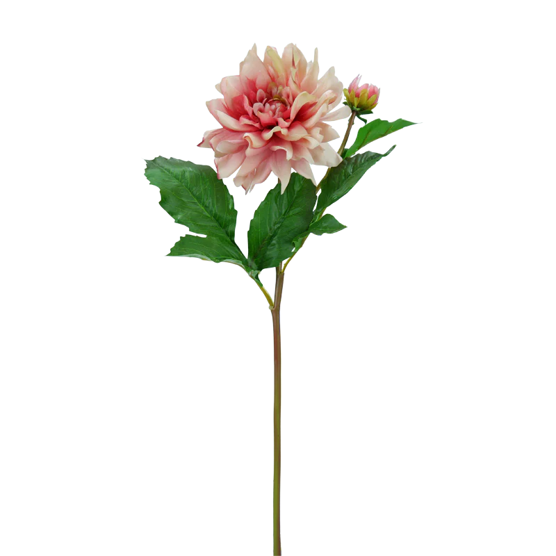 Dahlie, kurzer Stiel, 50 cm - creme/rosa