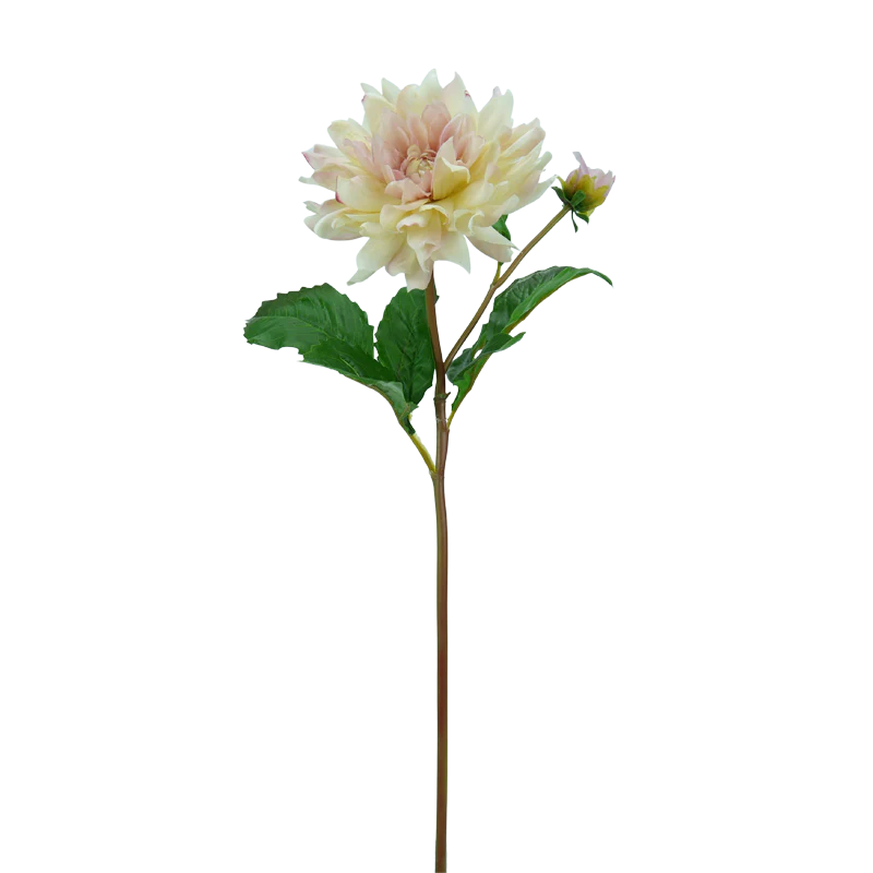 Dahlie, kurzer Stiel, 50 cm - altrosa