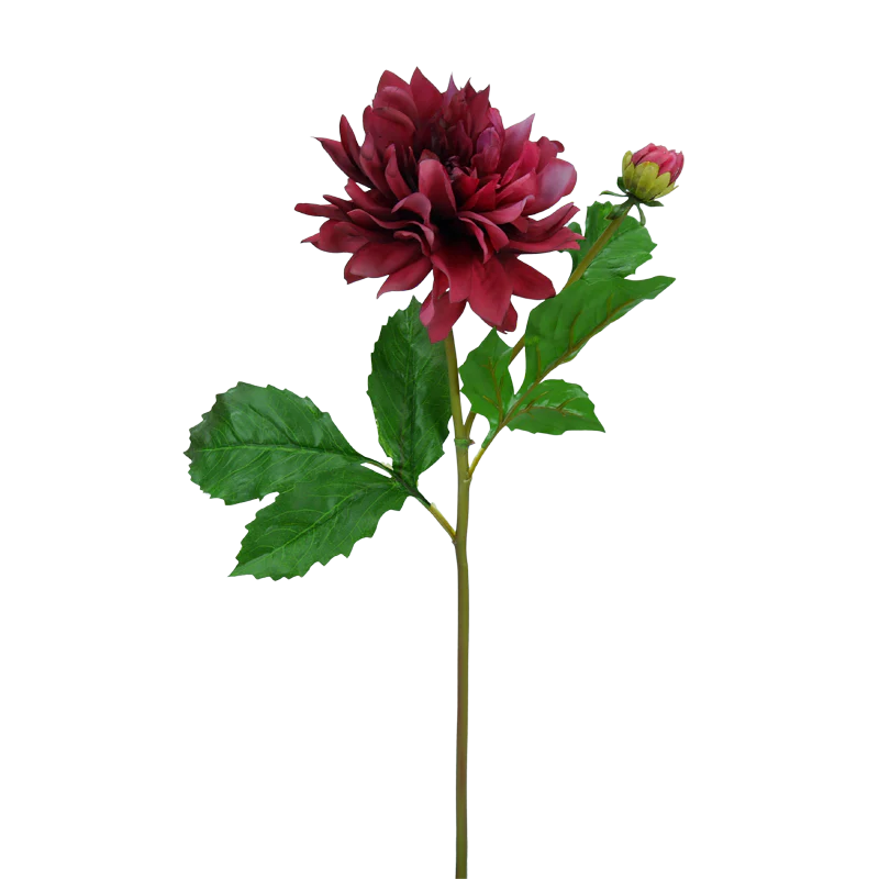 Dahlie, kurzer Stiel, 50 cm - fuchsia