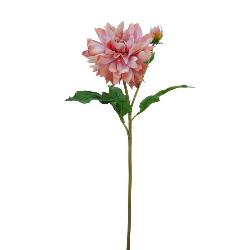 Dahlie, kurzer Stiel, 50 cm - creme/pink