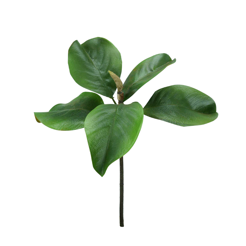 Magnolie Blätter Pick, 30 cm - grün