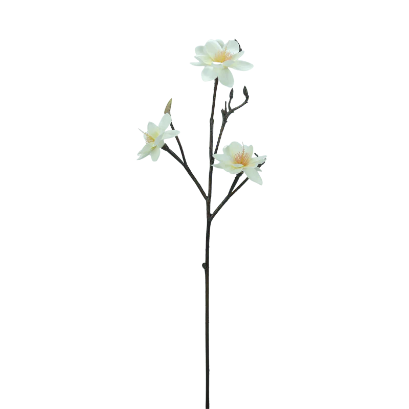 Magnolie, Ast, mehrblütig, ohne Blätter, 60 cm - weiß