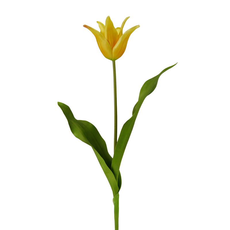Tulpe, 58 cm - gelb