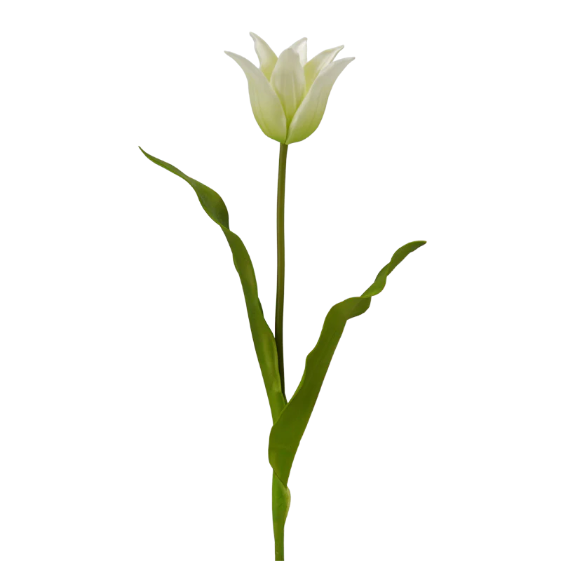Tulpe, 58 cm - grün