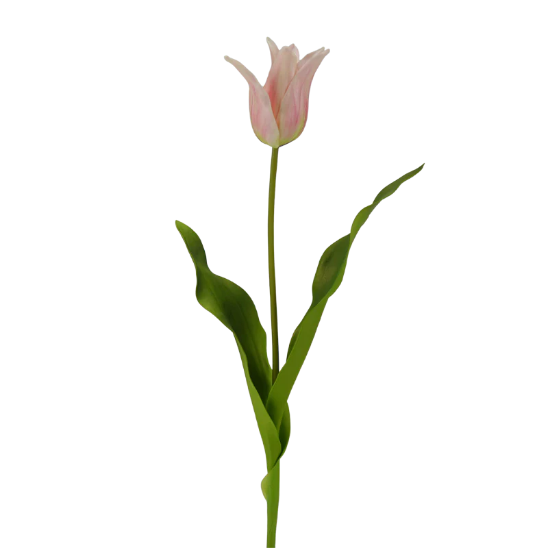 Tulpe, 58 cm - creme/rosa