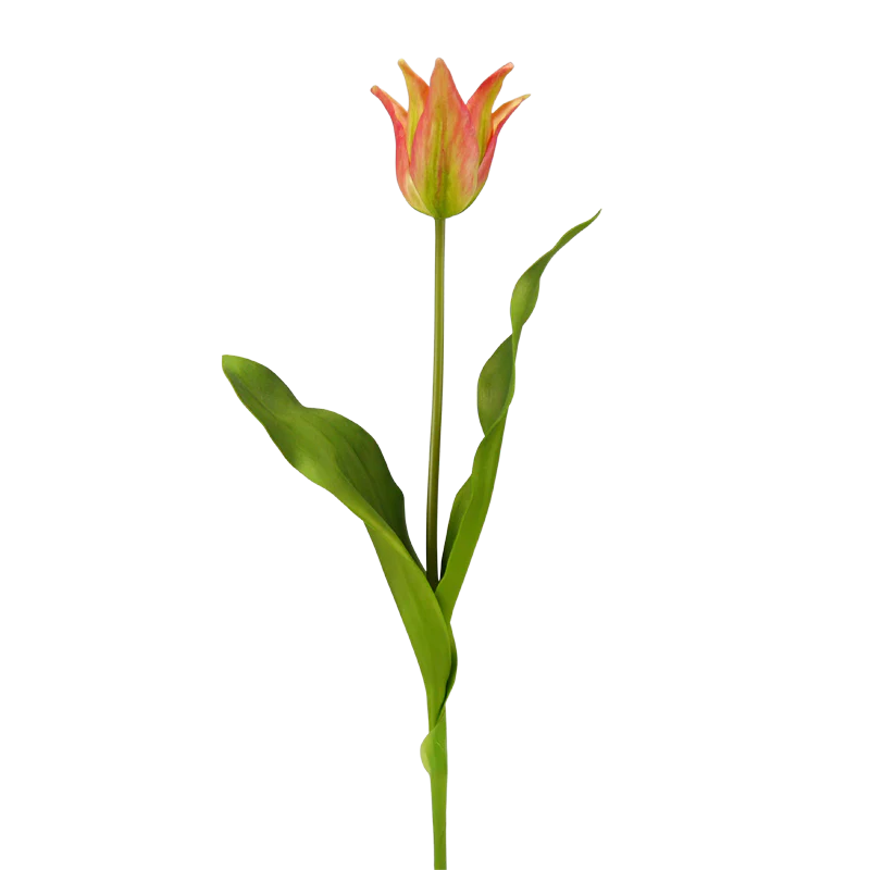 Tulpe, 58 cm - orange/grün