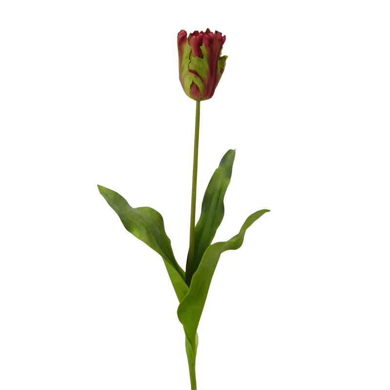Tulpe, 62 cm - bordeaux/grün