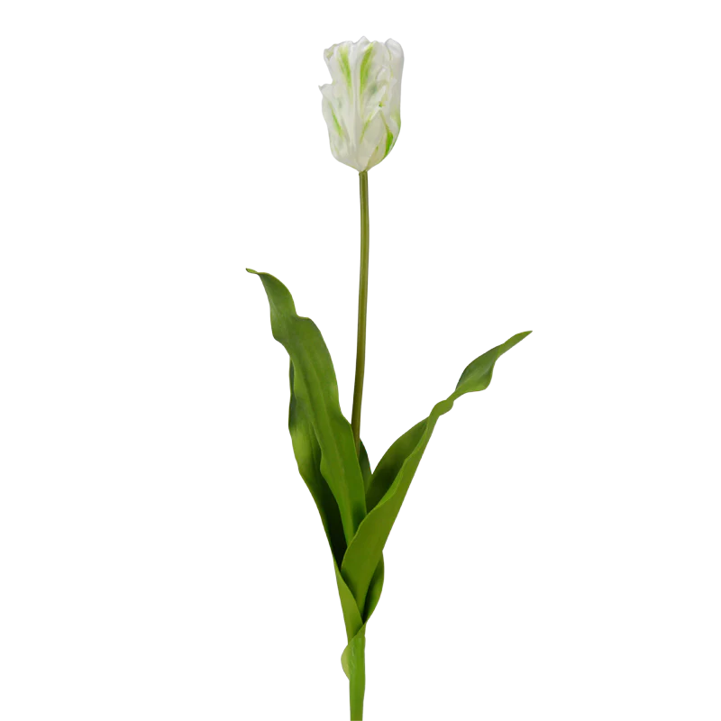 Tulpe, 62 cm - weiß/grün