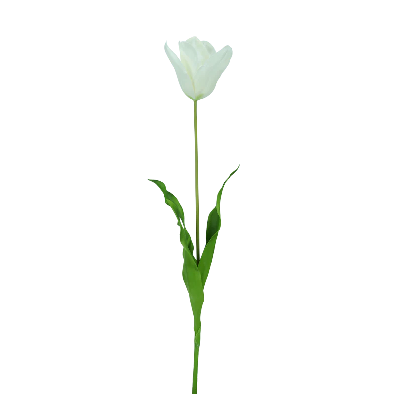 Tulpe, große Blüte, 75 cm - weiß