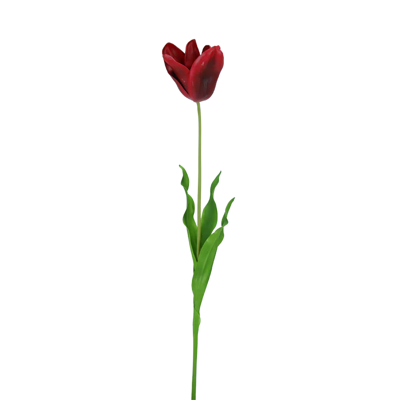 Tulpe, große Blüte, 75 cm - rot