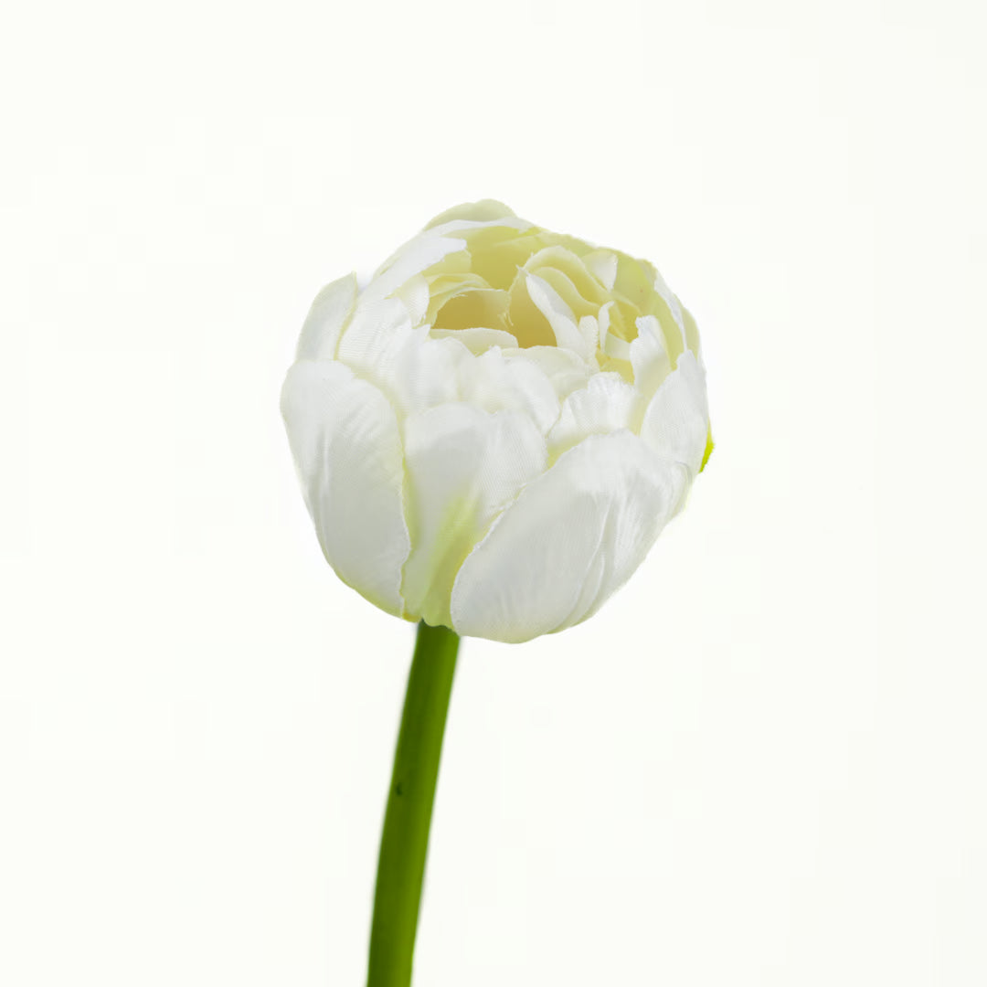 Tulpe, 43 cm - weiß