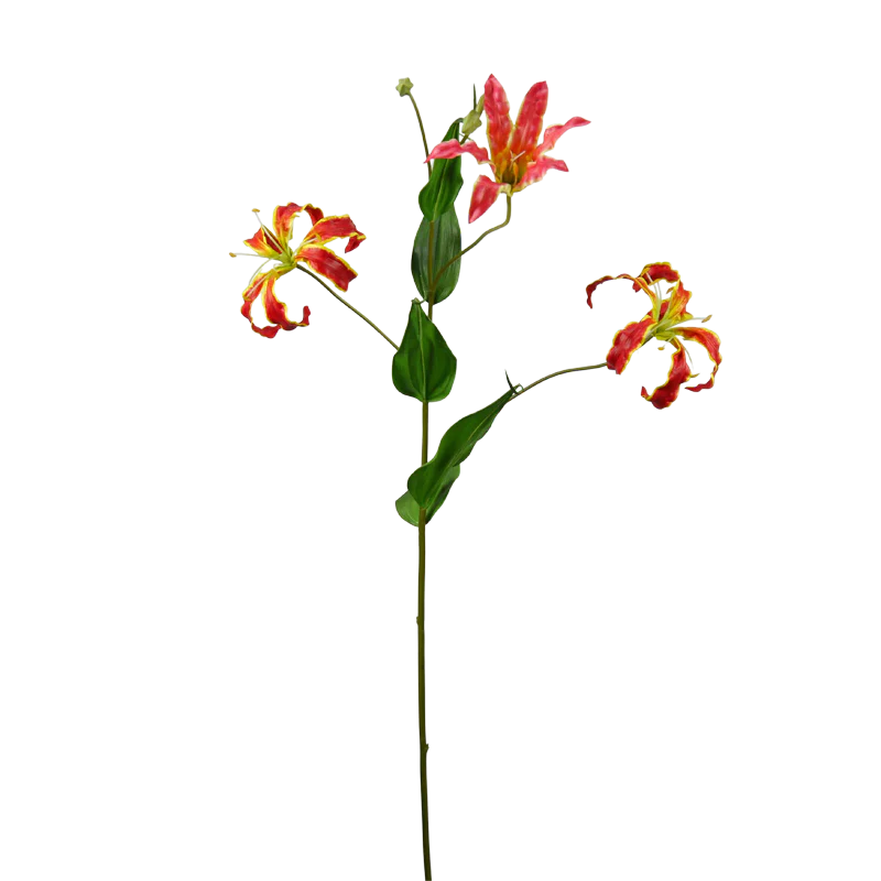 Gloriosa, 85 cm - gelb/rot