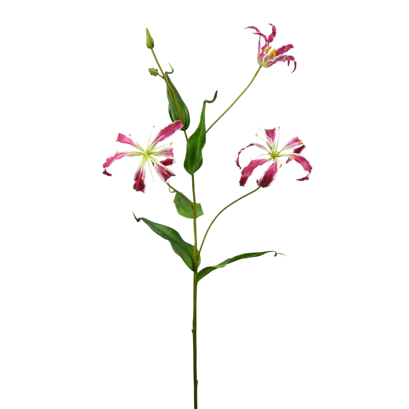 Gloriosa, 85 cm - rot/pink