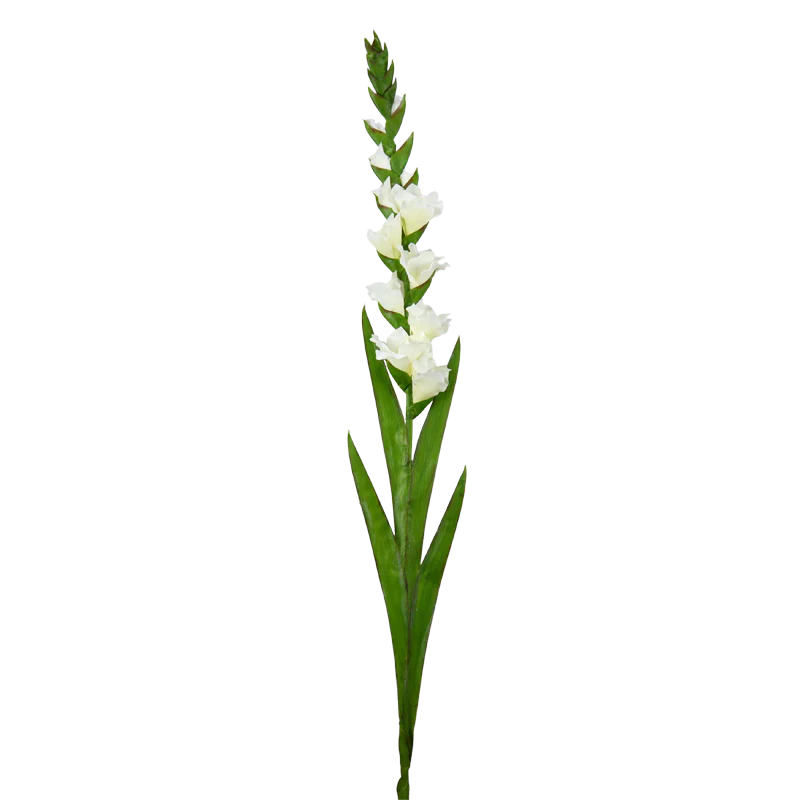 Gladiole, 120 cm - weiß