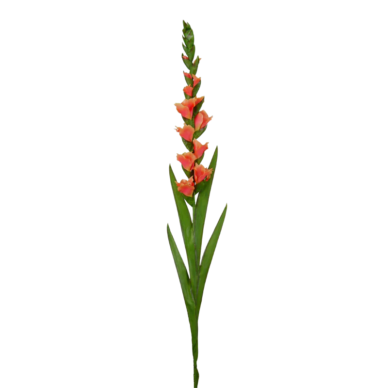 Gladiole, 120 cm - lachs/orange