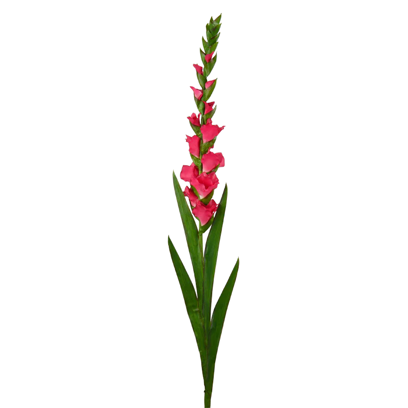 Gladiole, 120 cm - fuchsia