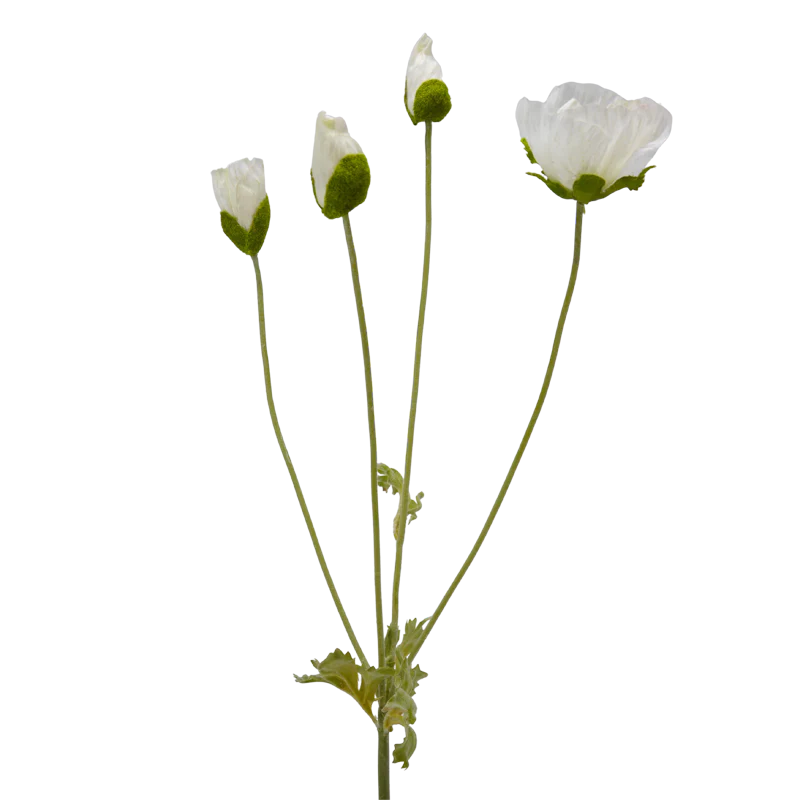 Mohn, 62 cm - weiß x4