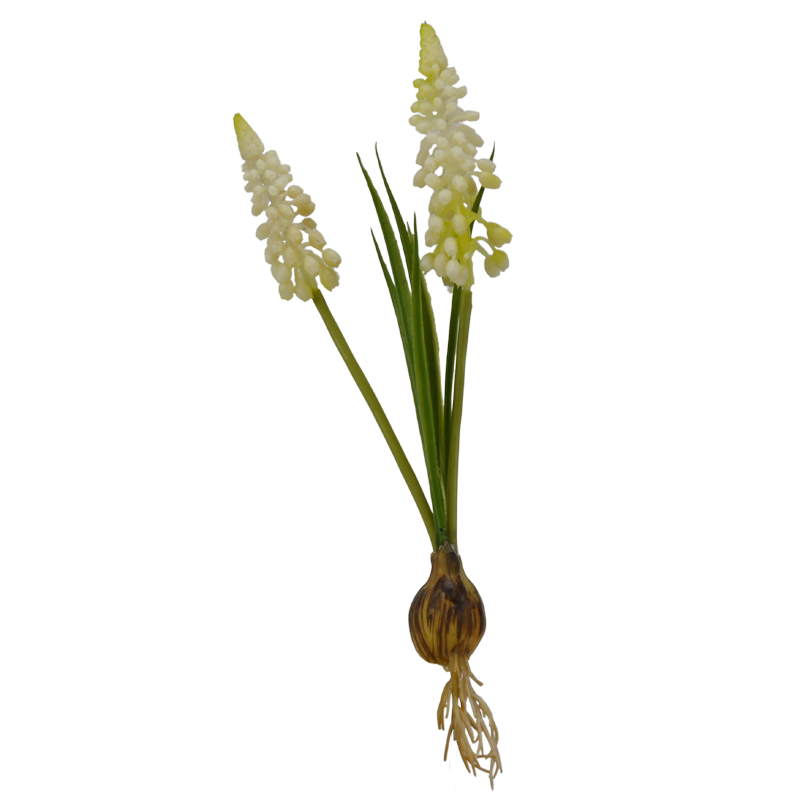 Hyazinthe mit Zwiebel, 24 cm - creme/weiß x2