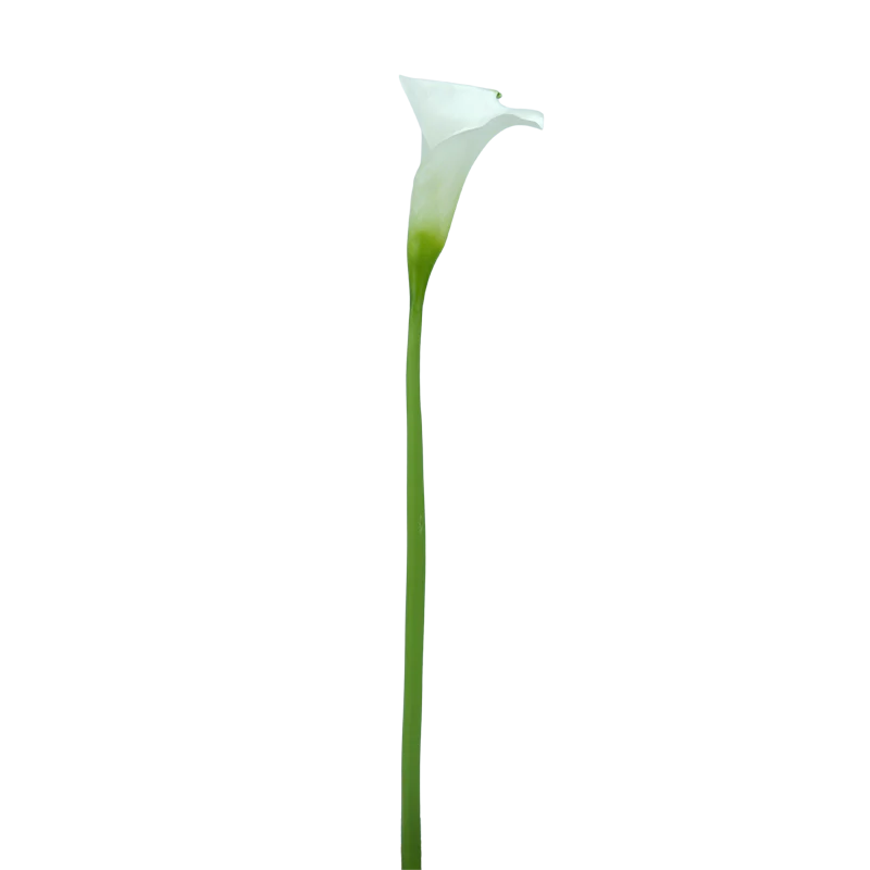Calla LILY offen, 60 cm - weiß