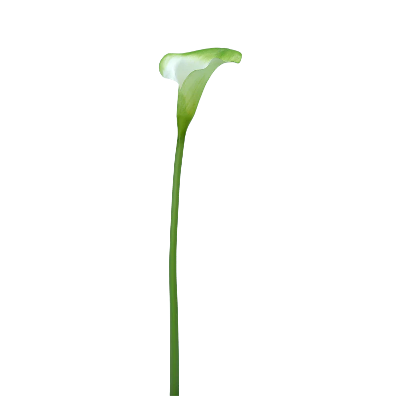 Calla LILY offen, 60 cm - weiß/grün
