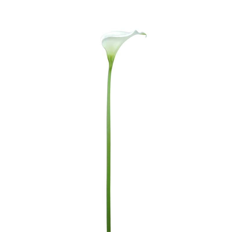 Calla, LILY, 95 cm - weiß