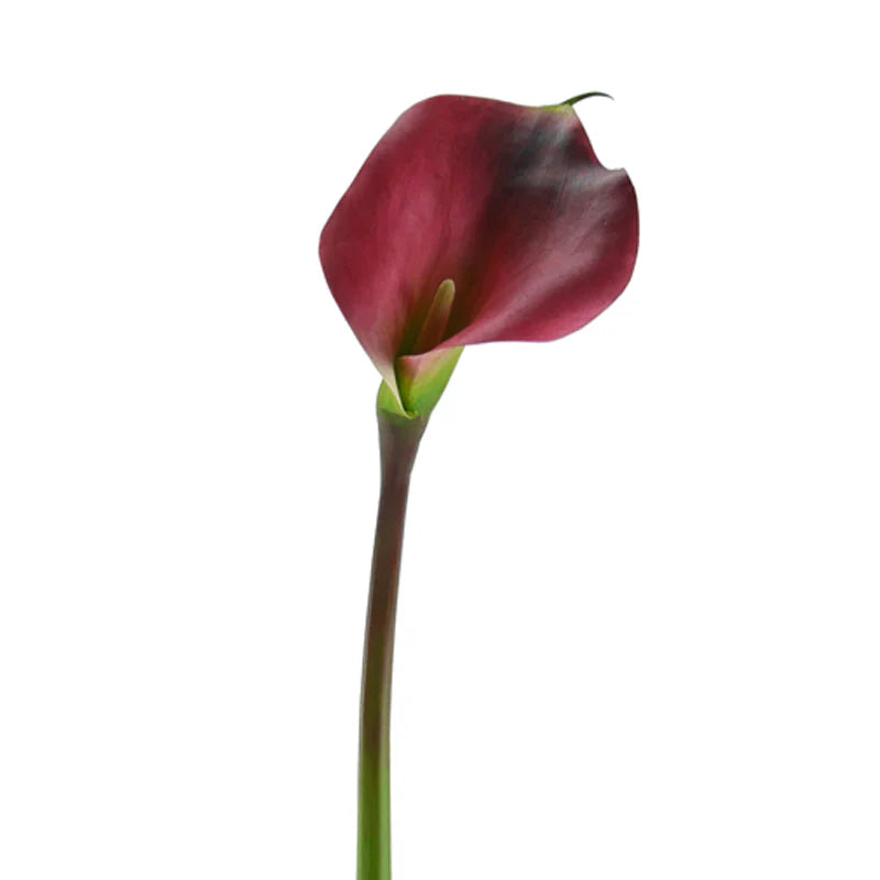 Calla, LILY, 95 cm - bordeaux/grün