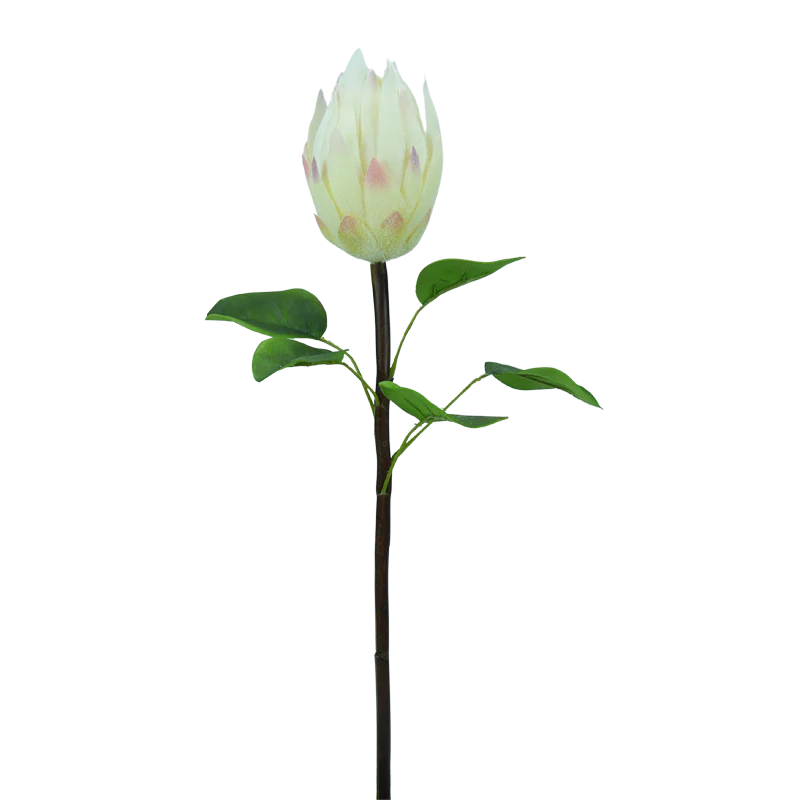 Königsprotea, 58 cm - weiß