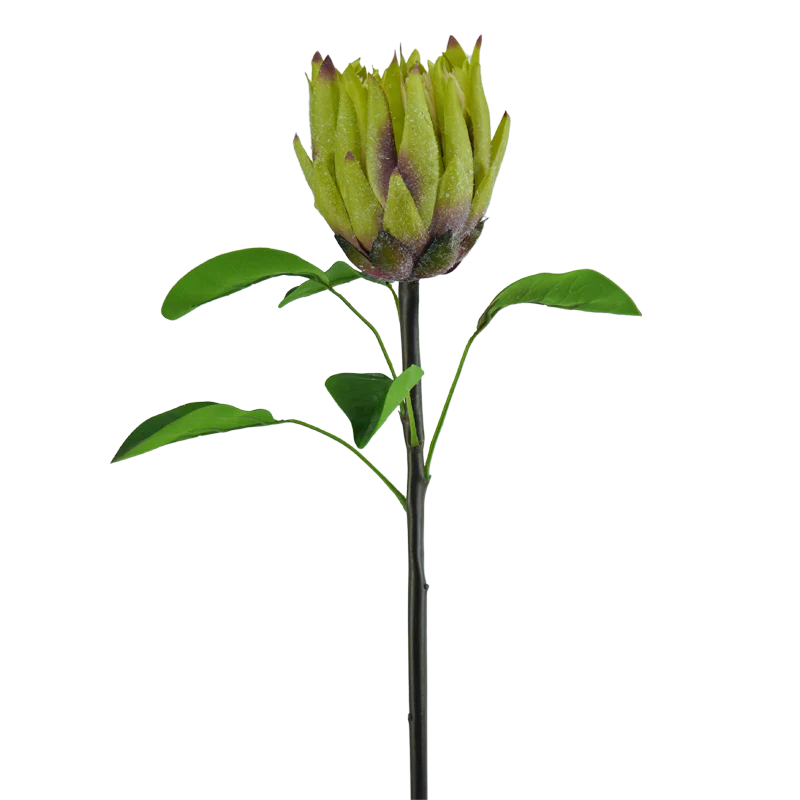 Königsprotea, 58 cm - grün