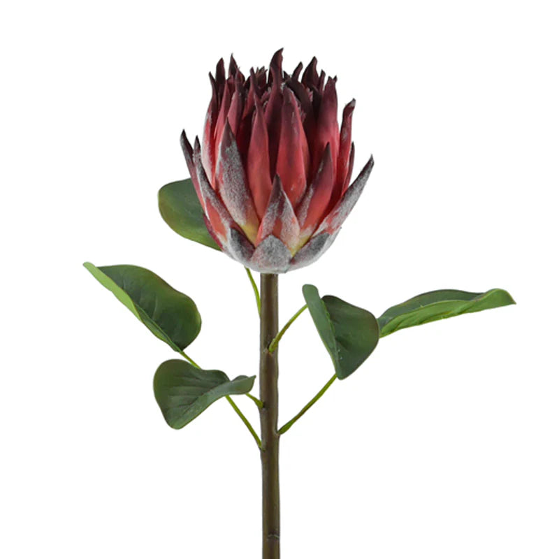 Königsprotea, 58 cm - bordeaux