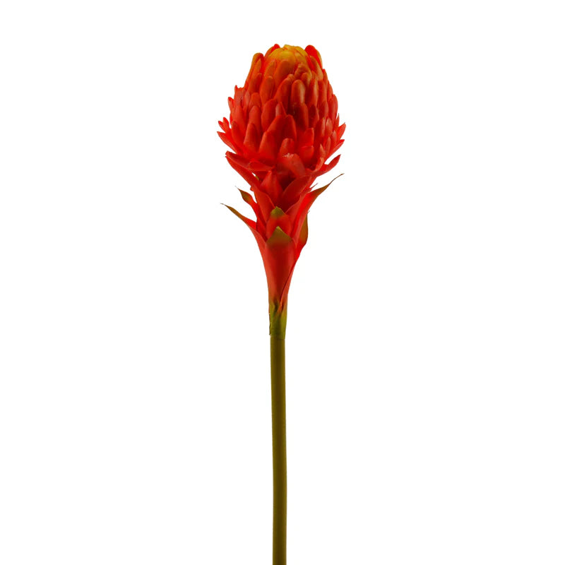 Fackelblume, 55 cm - orange