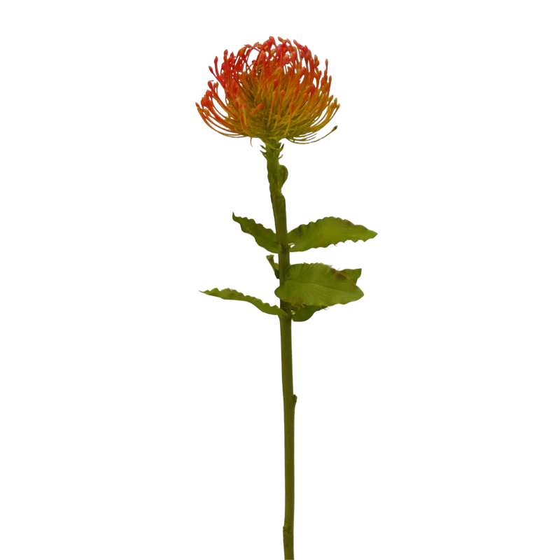 Nadelkissenblume mit Blättern, 62 cm - orange