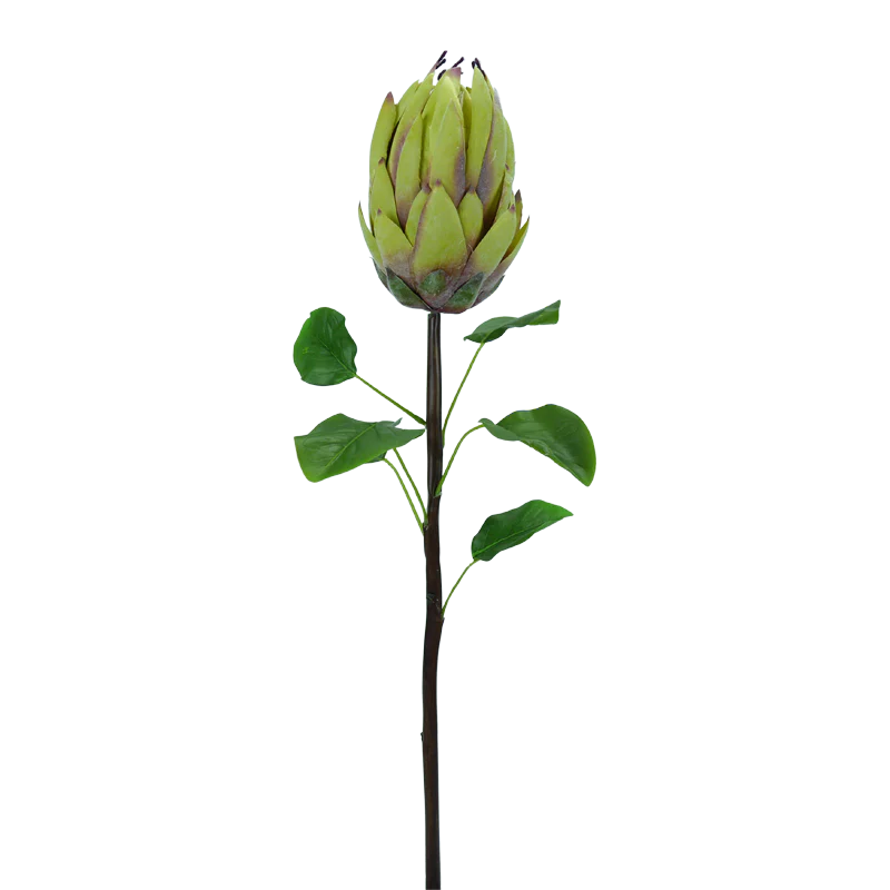 Protea, 75 cm - grün
