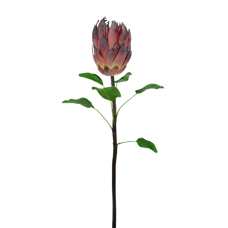 Protea, 75 cm - bordeaux