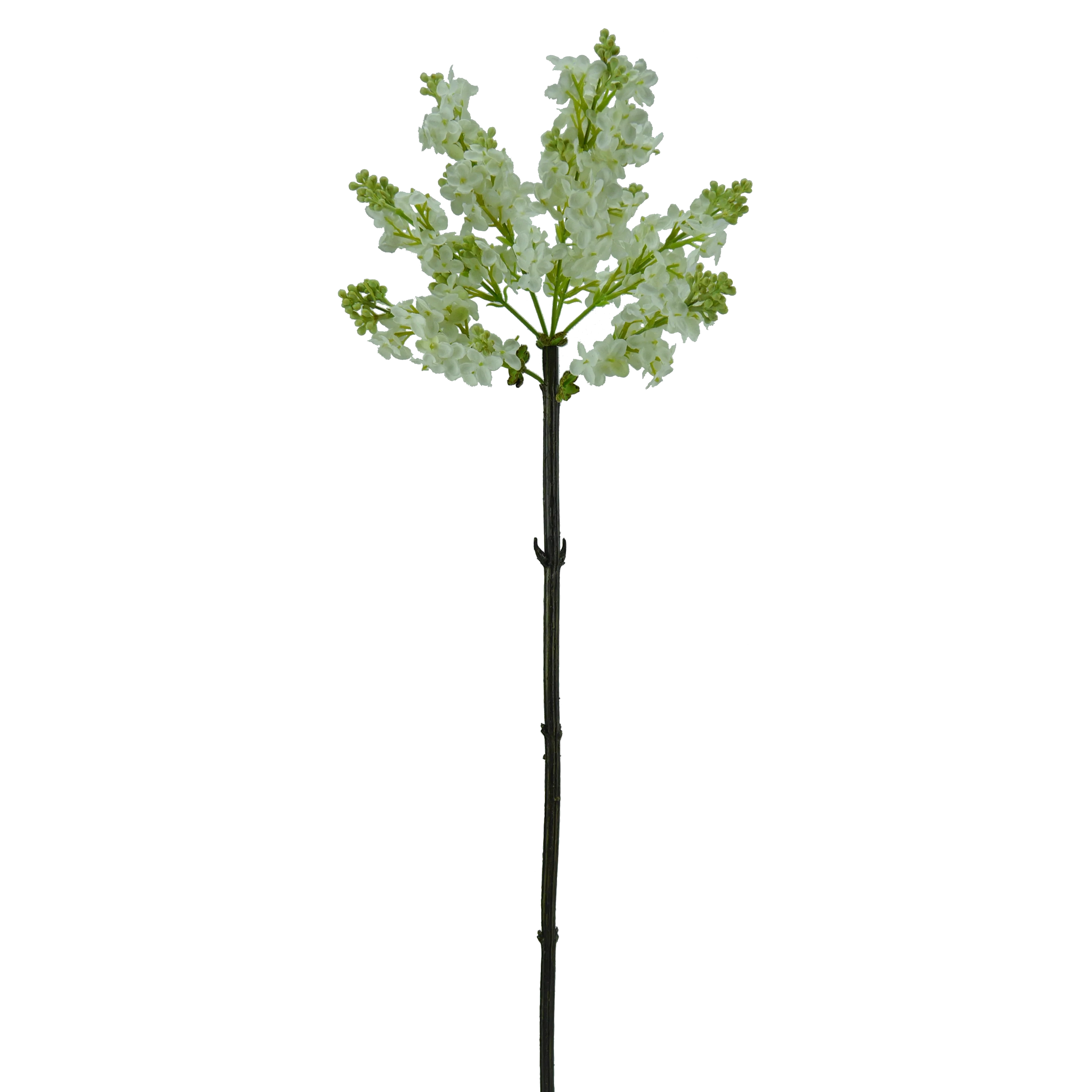 Flieder, 67 cm - weiß