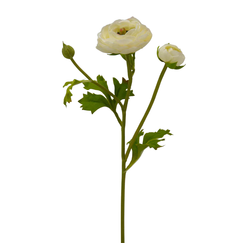 Ranunkel, 35 cm - creme x3