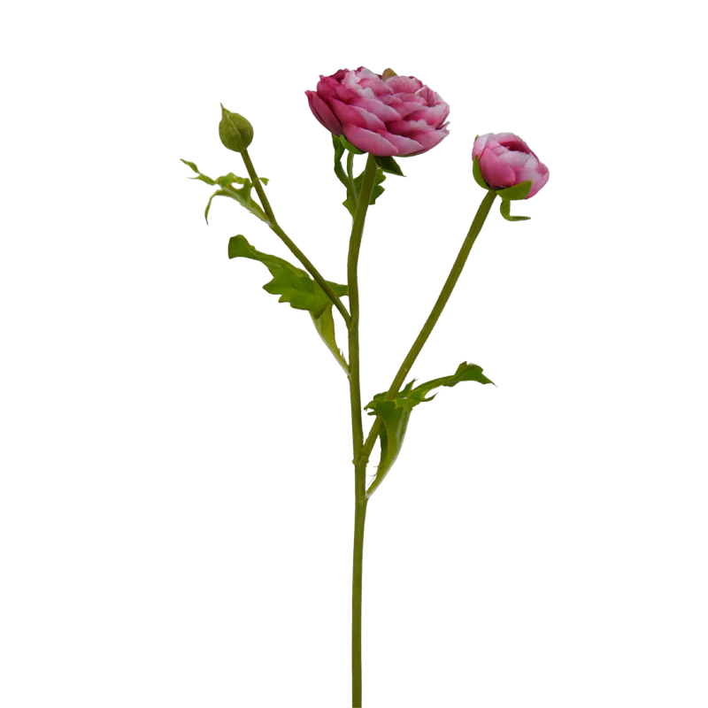 Ranunkel, 35 cm - pink/weiß x3